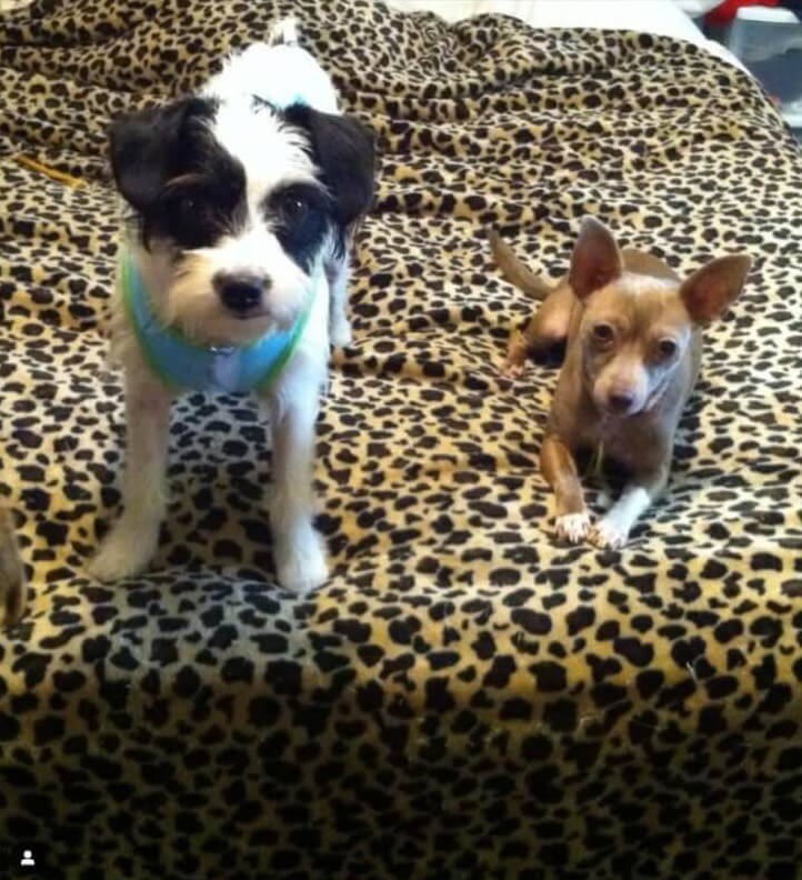 Is CBD Safe For Dogs? A Friendly Guide To Understanding The Risks And Benefits