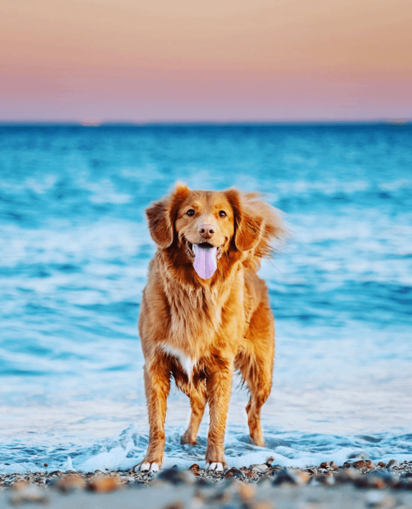 dog on the beach