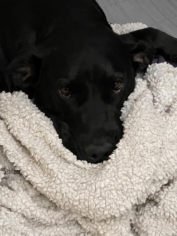 CBD Dosage for Dogs: A Useful Guide