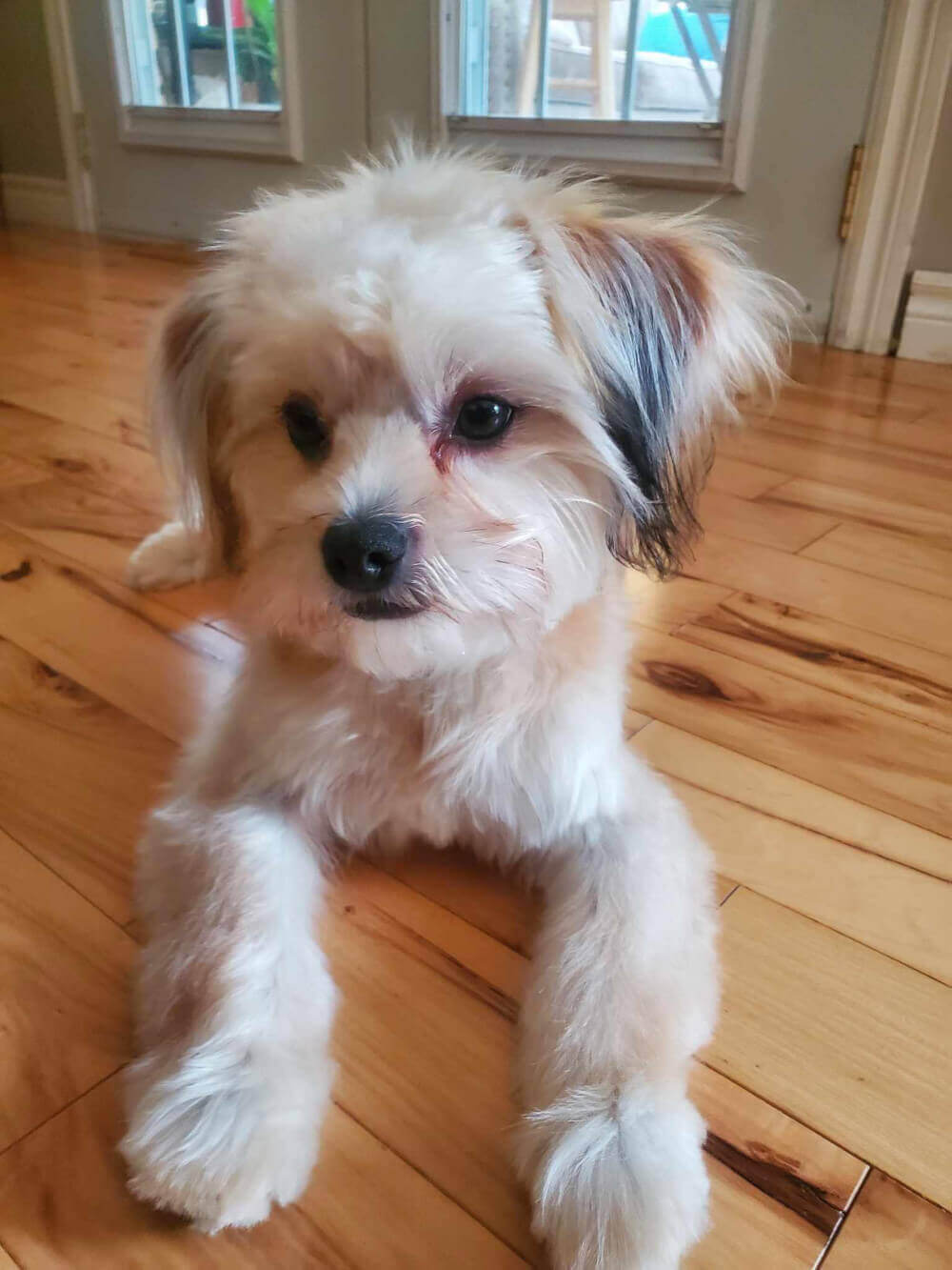 Understanding the Side Effects of CBD in Dogs